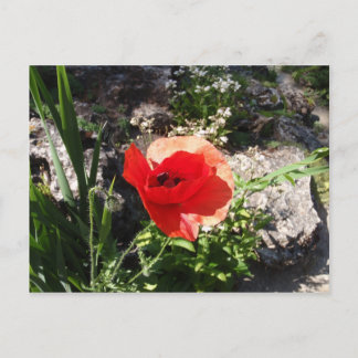 Cartão Postal Red Poppy