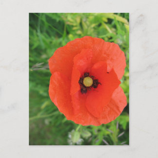 Cartão Postal Red Poppy