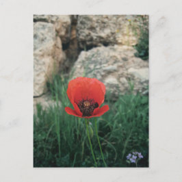 Cartão Postal Red Poppy