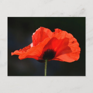 Cartão Postal Red Poppy