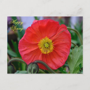 Cartão Postal Red Poppy Happy Primavera