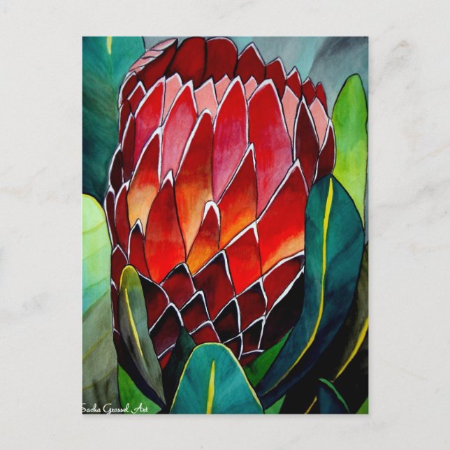 Cartão Postal Red Protea flor flor original de aquarela (Frente)