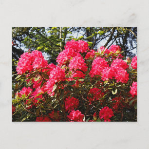 Cartão Postal Red Rhododendrons Bute Park, Cardiff, País de Gale
