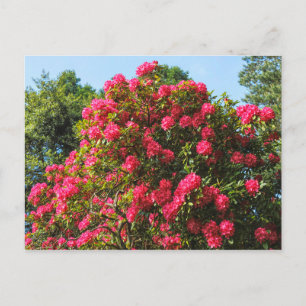 Cartão Postal Red Rhododendrons Bute Park, Cardiff, País de Gale