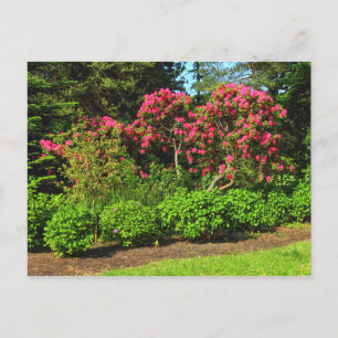 Cartão Postal Red Rhododendrons Bute Park, Cardiff, País de Gale