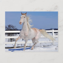 Cartão Postal Red Roan em neve