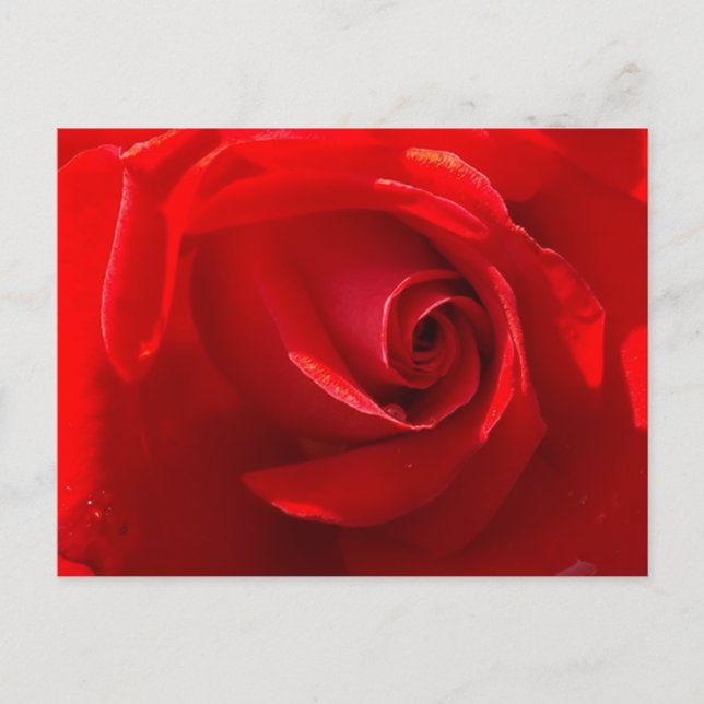 Cartão Postal Red Rose Postcard (Frente)