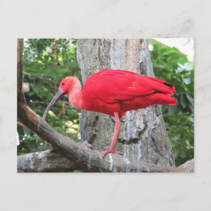Cartão Postal Red Roseate Spoonbill Exotic Bird