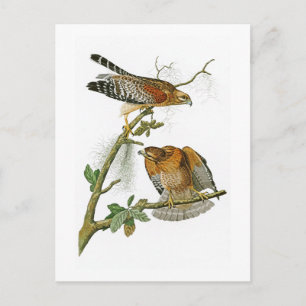 Cartão Postal Red-shouldered Hawk John Audubon Birds of America