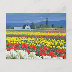 Cartão Postal Red Skagit Valley, Mount Rainier, Washington, EUA