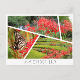 Cartão Postal Red Spider Lily
