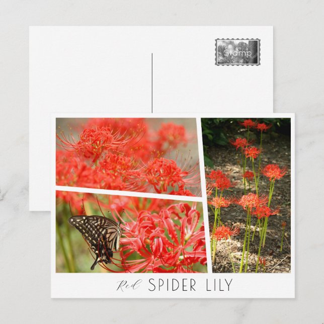 Cartão Postal Red Spider Lily (Frente/Verso)