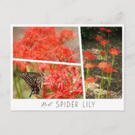 Cartão Postal Red Spider Lily