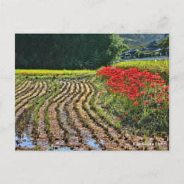 Cartão Postal Red Spider Lily