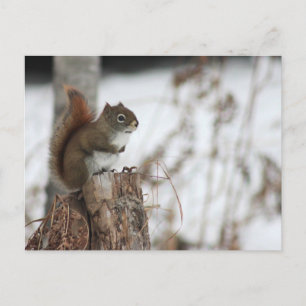 Cartão postal Red Squirrel em Wintertime