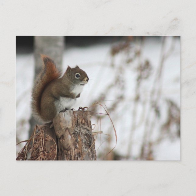Cartão postal Red Squirrel em Wintertime (Frente)
