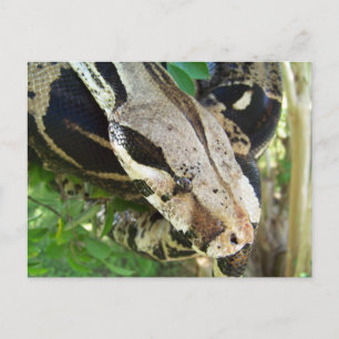 Cartão Postal Red Tail Boa