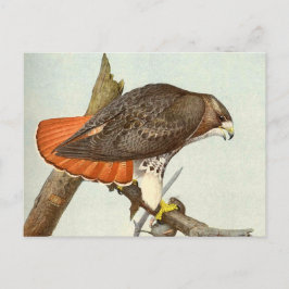 Cartão Postal Red Tailed Hawk