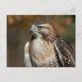 Cartão Postal Red-tailed hawk closeup