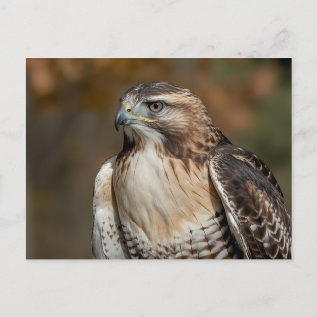 Cartão Postal Red-tailed hawk closeup (Frente)
