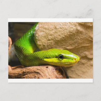 Cartão Postal Red Tailed Racer