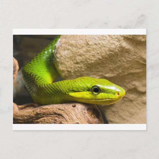 Cartão Postal Red Tailed Racer (Frente)