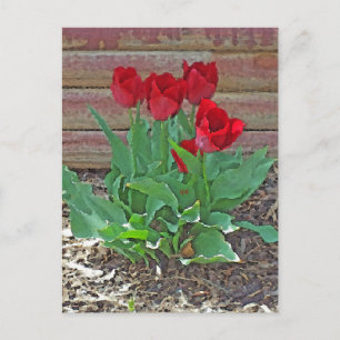 Cartão Postal Red Tulips Art