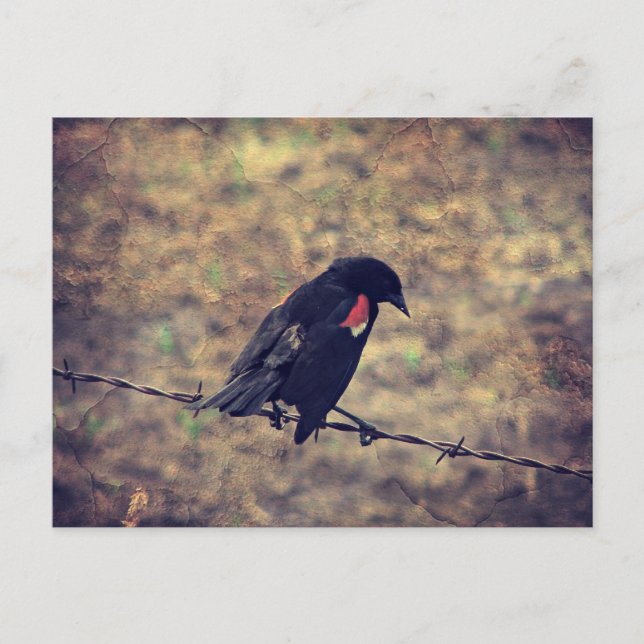 Cartão Postal Red Wing Blackbird no arame farpado (Frente)