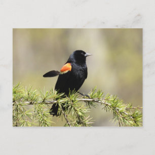 Cartão Postal Red Winged Blackbird
