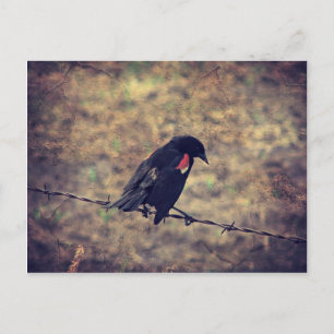 Cartão Postal Red Winged Blackbird