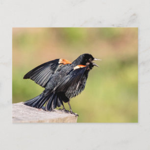 Cartão Postal Red Winged Blackbird Singing