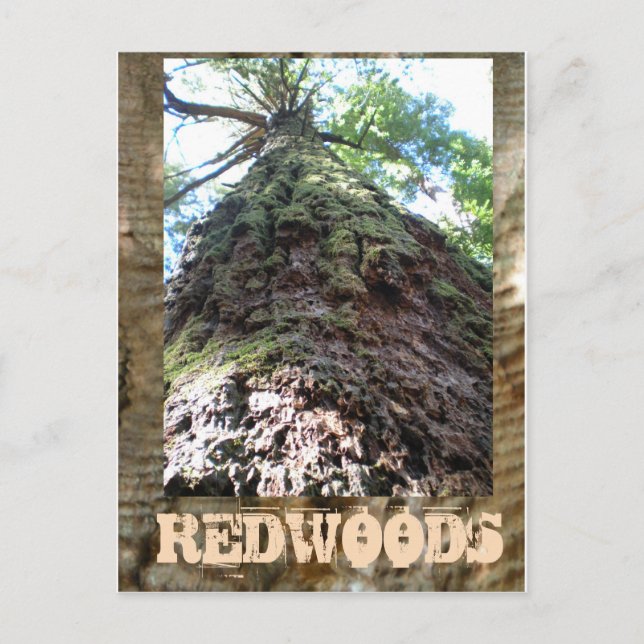 Cartão Postal Red Woods Giant (Frente)