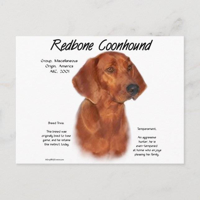 Cartão Postal Redbone Coonhound History Design (Frente)