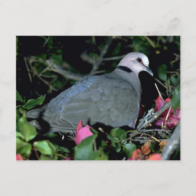 Cartão Postal Redeye d Dove (Frente)