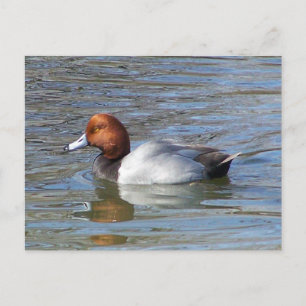 Cartão Postal Redhead Drake