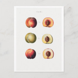 CARTÃO POSTAL REDOUTÉ BOTÂNICO