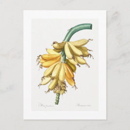CARTÃO POSTAL REDOUTÉ BOTÂNICO "BANANAS"