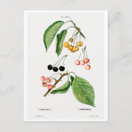 CARTÃO POSTAL REDOUTÉ BOTÂNICO "CHERRIES"