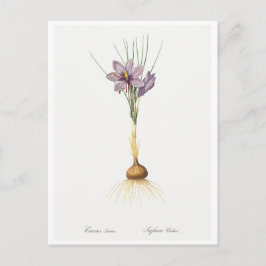 CARTÃO POSTAL REDOUTÉ BOTÂNICO "CROCUSS"