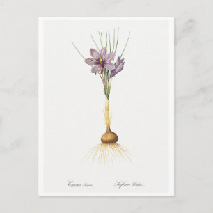 CARTÃO POSTAL REDOUTÉ BOTÂNICO "CROCUSS"