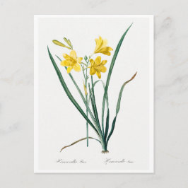 CARTÃO POSTAL REDOUTÉ BOTÂNICO "DAY LILY"