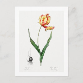 CARTÃO POSTAL REDOUTÉ BOTÂNICO "DIDIER'S TULIP"
