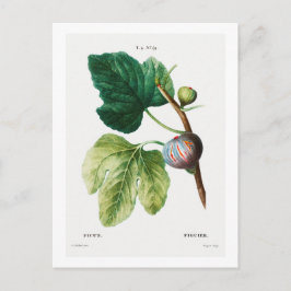 CARTÃO POSTAL REDOUTÉ BOTÂNICO "FIGS"