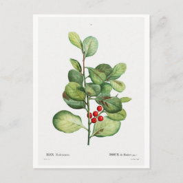 CARTÃO POSTAL REDOUTÉ BOTÂNICO "ILEX MEDERIENSIS"
