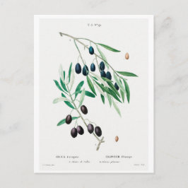 CARTÃO POSTAL REDOUTÉ BOTÂNICO ILUSTRAÇÃO "OLIVES"