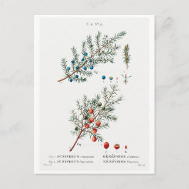 CARTÃO POSTAL REDOUTÉ BOTÂNICO "JUNIPER COMUM"