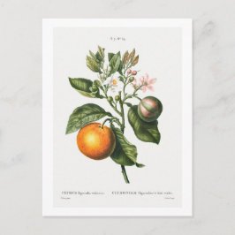 CARTÃO POSTAL REDOUTÉ BOTÂNICO "LARANJA DE MADEIRA