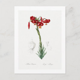 CARTÃO POSTAL REDOUTÉ BOTÂNICO "LILY"