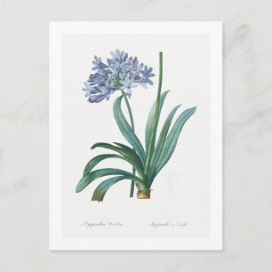 CARTÃO POSTAL REDOUTÉ BOTÂNICO "LILY OF THE NIL