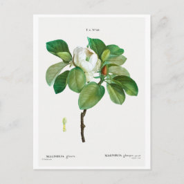 CARTÃO POSTAL REDOUTÉ BOTÂNICO "MAGNOLIA"
